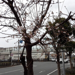 鎌倉は梅の季節