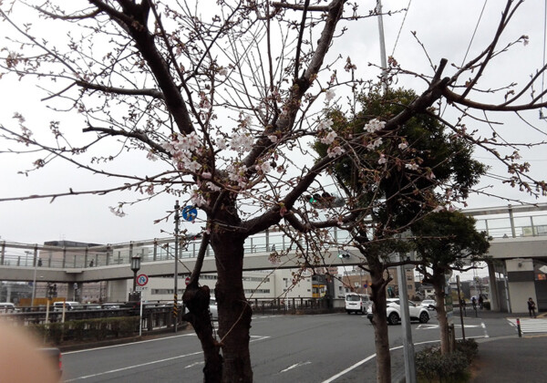 鎌倉は梅の季節