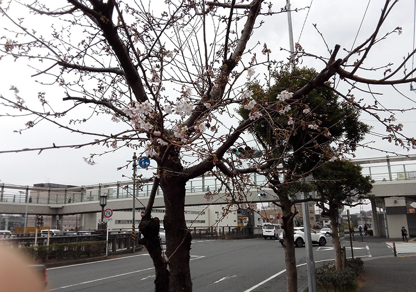 鎌倉は梅の季節