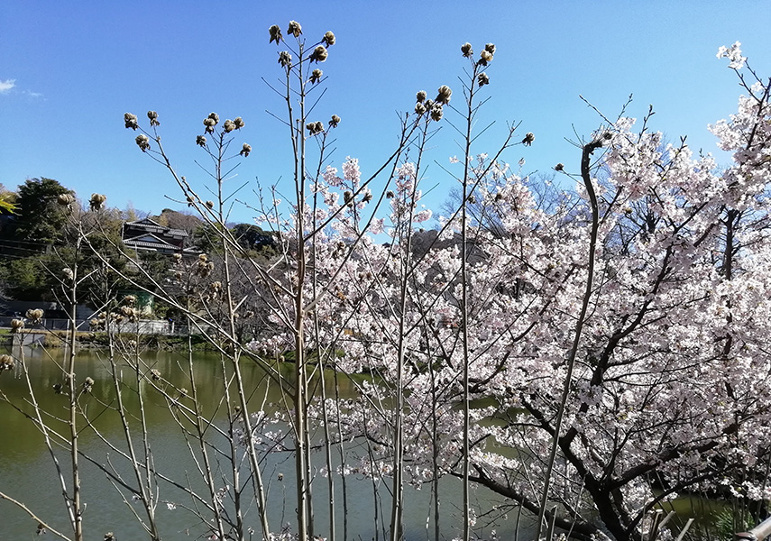 春に３日の晴れなし