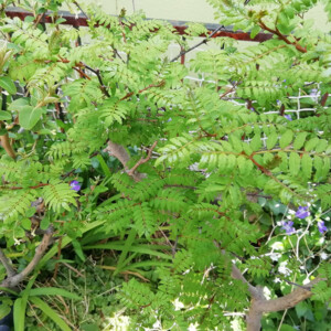 木の芽どき