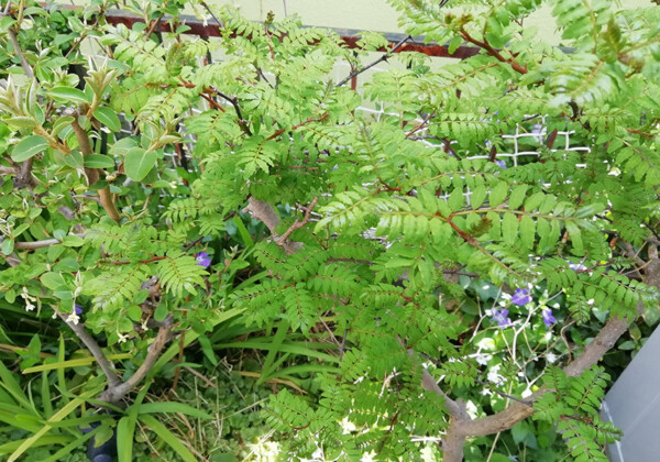 木の芽どき