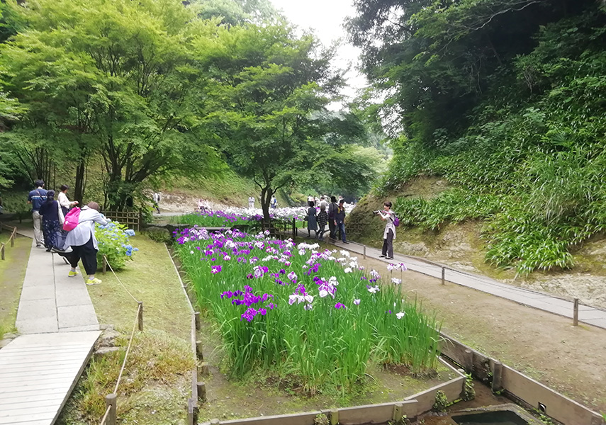 紫陽花の季節