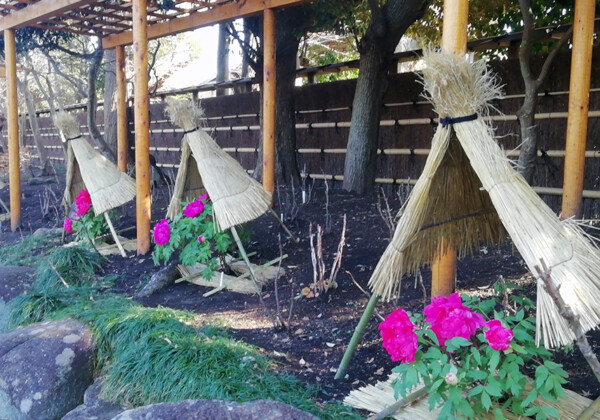 鶴岡八幡宮ぼたん庭園の新年