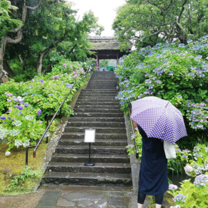 梅雨本番