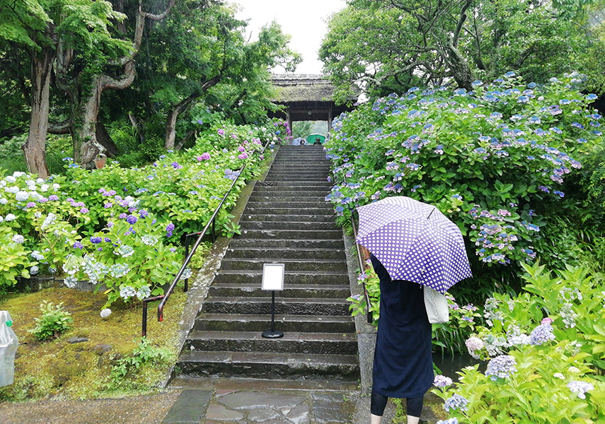 梅雨本番